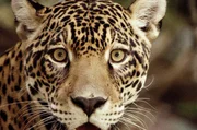Jaguare sind Lauerjäger. Sie schleichen sich lautlos an und überraschen ihre Beute. Jaguare sind Lauerjäger. Sie schleichen sich lautlos an und überraschen ihre Beute.