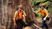 In the Pacific Northwest, Fallers Rob Winger and Jim Gardner hash out their falling plan for their latest "money" tree. In the Pacific Northwest, Fallers Rob Winger and Jim Gardner hash out their falling plan for their latest "money" tree.