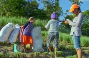 Die Insel Negros ist auch f&uuml;r ihre Landwirtschaft bekannt: Zucker, Reis, Mais, Bananen und Kokosn&uuml;sse sind das wirtschaftliche Zentrum der Insel.