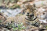 Der Jaguar gilt als einer der Könige des Dschungels, als mächtiger und kraftvoller Jäger. Sein Revier ist oft Hunderte Quadratkilometer groß. Der Jaguar gilt als einer der Könige des Dschungels, als mächtiger und kraftvoller Jäger. Sein Revier ist oft Hunderte Quadratkilometer groß.