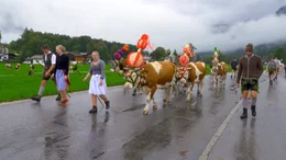 Almabtrieb.