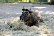 ARD/rbb PANDA, GORILLA & CO., TEIL 224, "Geschichten aus dem Zoo Berlin und dem Tierpark Berlin", Mishmi-Takinkuh wurde erst vor wenigen Wochen aus dem Wuppertaler Zoo in der Tierpark Berlin geholt, um die bestehende zehnk&ouml;pfige Herde aufzufrischen.