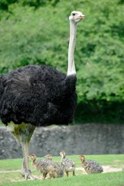 ARD/rbb PANDA, GORILLA & CO., TEIL 224, "Geschichten aus dem Zoo Berlin und dem Tierpark Berlin", am Montag um 16:10 Uhr im ERSTEN. Strau&szlig;enmutter begleitet die ersten Gehversuche ihres Nachwuchses im Zoo Berlin.