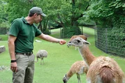 ARD/rbb PANDA, GORILLA & CO., TEIL 224, "Geschichten aus dem Zoo Berlin und dem Tierpark Berlin", Tierpfleger Christian M&ouml;ller auf dem Freigel&auml;nde der Guanakos (Zoo Berlin).