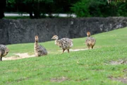 Straußenküken auf der Anlage des Berliner Zoos. Straußenküken auf der Anlage des Berliner Zoos.