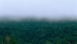 tropischer Regenwald