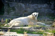 Eisbärin Aika im Freigelände des Tierparks Berlin. Eisbärin Aika im Freigelände des Tierparks Berlin.