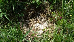 Ein Brachvogelnest nach dem Schlupf.