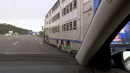 Tiertransport der Jungtiere &ndash; oft &uuml;ber Tage hinweg.