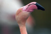 Flamingos sind zwar nicht unmittelbar vom Aussterben bedroht, aber aufgrund von Dürren und Wasserentnahmen schrumpft ihr Lebensraum zunehmend Flamingos sind zwar nicht unmittelbar vom Aussterben bedroht, aber aufgrund von Dürren und Wasserentnahmen schrumpft ihr Lebensraum zunehmend