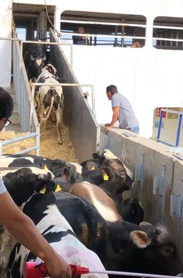 Tiertransport per Schiff in den Libanon.