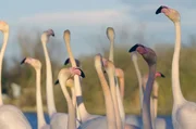 Die weltweite Flamingo-Population steht durch den Verlust und die Veränderung ihrer Lebensräume zunehmend unter Druck. Die weltweite Flamingo-Population steht durch den Verlust und die Veränderung ihrer Lebensräume zunehmend unter Druck.