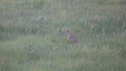 Sieben Paare des gro&szlig;en Brachvogels br&uuml;ten wieder im Ampermoos.