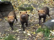 ARD/SWR EISBÄR, AFFE & CO FOLGE 167, "Zoogeschichten aus Stuttgart", am Dienstag um 16:10 Uhr im ERSTEN. Die neugierigen Waldhunde untersuchen alle neuen Gegenstände in ihrem Gehege, besonders schnell, wenn sie nach Futter riechen. ARD/SWR EISBÄR, AFFE & CO FOLGE 167, "Zoogeschichten aus Stuttgart", am Dienstag um 16:10 Uhr im ERSTEN. Die neugierigen Waldhunde untersuchen alle neuen Gegenstände in ihrem Gehege, besonders schnell, wenn sie nach Futter riechen.