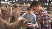 Milan und Boris besuchen eine Kamelfarm in Holland. Milan und Boris besuchen eine Kamelfarm in Holland.