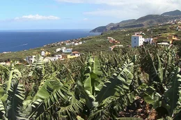 Blick auf die K&uuml;ste und das Meer im Nordosten der Insel. Bananenplantagen pr&auml;gen das K&uuml;stenbild, dazwischen typische spanische Fincas.