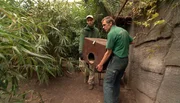 ARD/NDR LEOPARD, SEEBÄR & CO., "Spielparadies für die Orang-Utans", am Montag (05.03.12) um 16:10 Uhr im ERSTEN. Damit die Besucher die Baumstachler beobachten können, muss die Box aus dem Gehege raus. ARD/NDR LEOPARD, SEEBÄR & CO., "Spielparadies für die Orang-Utans", am Montag (05.03.12) um 16:10 Uhr im ERSTEN. Damit die Besucher die Baumstachler beobachten können, muss die Box aus dem Gehege raus.