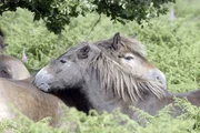 Exmoor Ponys.