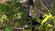 ARD/NDR LEOPARD, SEEBÄR & CO., FOLGE 83, "Tragische Geburt im Bisonrevier", am Donnerstag (01.03.12) um 16:10 Uhr im ERSTEN. Die Pandabären freuen sich über die neu eingepflanzten Sträucher. ARD/NDR LEOPARD, SEEBÄR & CO., FOLGE 83, "Tragische Geburt im Bisonrevier", am Donnerstag (01.03.12) um 16:10 Uhr im ERSTEN. Die Pandabären freuen sich über die neu eingepflanzten Sträucher.
