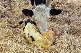 Fast eine Idylle: ein neugeborenes K&auml;lbchen mit seiner Mutter. Doch K&auml;lbchen sind f&uuml;r die Bauern oft ein unerw&uuml;nschter Nebeneffekt der