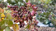 Pistazien sind das Gold von Ägina. Mehr als zehn Prozent der gesamten griechischen Ernte stammen von der kleinen Insel im Saronischen Golf. Pistazien sind das Gold von Ägina. Mehr als zehn Prozent der gesamten griechischen Ernte stammen von der kleinen Insel im Saronischen Golf.