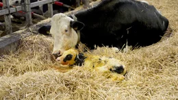 Fast eine Idylle: ein neugeborenes K&auml;lbchen mit seiner Mutter. Doch Kuh und K&auml;lbchen werden rasch nach der Geburt getrennt.