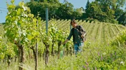 Weinbauer Armin Tement baut Wein auf der &ouml;sterreichischen und slowenischen Seite des Grenzpanoramawegs an