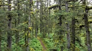 Ein Wald wie verzaubert: Auf „Spruce Island“ haben viele Sitka-Fichten, benannt nach der Stadt Sitka, einen starken Moosbewuchs. Ursache ist die permanente Feuchtigkeit auf der „Fichten-Insel“. Ein Wald wie verzaubert: Auf „Spruce Island“ haben viele Sitka-Fichten, benannt nach der Stadt Sitka, einen starken Moosbewuchs. Ursache ist die permanente Feuchtigkeit auf der „Fichten-Insel“.