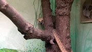 ARD/NDR LEOPARD, SEEBÄR & CO., "Spielparadies für die Orang-Utans", am Montag (05.03.12) um 16:10 Uhr im ERSTEN. Dieser Nasenbär ist von der Pilzkur nicht gerade angetan. ARD/NDR LEOPARD, SEEBÄR & CO., "Spielparadies für die Orang-Utans", am Montag (05.03.12) um 16:10 Uhr im ERSTEN. Dieser Nasenbär ist von der Pilzkur nicht gerade angetan.