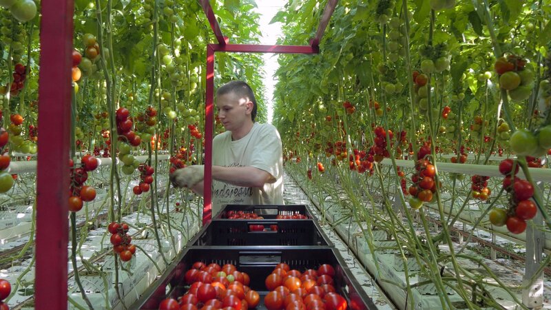 Der Weg der Tomate - Vom Feld in die Welt (D, 2015)