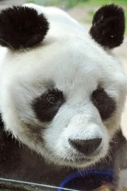 Panda Bao Bao
