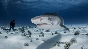 Unterwasseransicht eines Tauchers in der Nähe eines Tigerhais, Nassau, Bahamas Unterwasseransicht eines Tauchers in der Nähe eines Tigerhais, Nassau, Bahamas