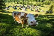 Das Bild zeigt eine Kuh und die Egger Alm.