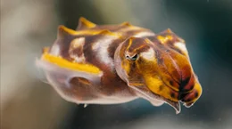 Diese Dokumentation l&uuml;ftet die Geheimnisse tierischer Extremschl&auml;fer und begleitet Wissenschaftler auf der ganzen Welt dabei, das r&auml;tselhafte Schlafverhalten der unterschiedlichsten Tiere zu erforschen. - Tintenfische k&ouml;nnen bewusst ihre Farbe und Textur &auml;ndern.