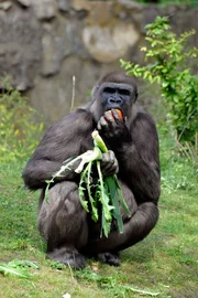 ARD/rbb PANDA, GORILLA & CO., TEIL 229, "Geschichten aus dem Zoo Berlin und dem Tierpark Berlin", Gorillafütterung ARD/rbb PANDA, GORILLA & CO., TEIL 229, "Geschichten aus dem Zoo Berlin und dem Tierpark Berlin", Gorillafütterung