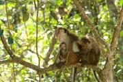 In den Familiengruppen der Ceylon-Hutaffen dient das gegenseitige Kraulen und Lausen der St&auml;rkung der famili&auml;ren Bande. Das Muttertier &bdquo;hamstert&ldquo; Nahrung in Taschen, um diese sp&auml;ter zu verzehren.