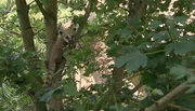 ARD/NDR LEOPARD, SEEBÄR & CO. FOLGE 81, "Trubel im Alpakagehege", am Dienstag um 16:10 Uhr im ERSTEN. Das Nasenbärbaby klettert in den Bäumen hin und her. ARD/NDR LEOPARD, SEEBÄR & CO. FOLGE 81, "Trubel im Alpakagehege", am Dienstag um 16:10 Uhr im ERSTEN. Das Nasenbärbaby klettert in den Bäumen hin und her.