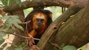 Die besten Tipps für einen Wochenendausflug ins Freie. An der Reiseroute liegen der Wildpark Schorfheide, der Zoo Eberswalde und der Freizeitpark Germendorf. Wir stellen 30 spannende Orte in Brandenburg vor, wo Naturfreunde eine faszinierende Tierwelt erleben können. - Aufnahme aus dem Affen-Zoo in Jocksdorf. Die besten Tipps für einen Wochenendausflug ins Freie. An der Reiseroute liegen der Wildpark Schorfheide, der Zoo Eberswalde und der Freizeitpark Germendorf. Wir stellen 30 spannende Orte in Brandenburg vor, wo Naturfreunde eine faszinierende Tierwelt erleben können. - Aufnahme aus dem Affen-Zoo in Jocksdorf.