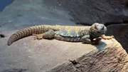 Uromastyx. Uromastyx.