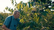 Die Knupperkirschen aus Werder sind seit Jahrzehnten der Renner. Als „Kirschmucker“ kümmert sich Gärtnermeister Gerd Barth um die Früchte. Sein Familienbetrieb sucht Nachfolger. Aber wer will heute Obstbauer werden? Obstbauer Gerd Barth aus Glindow. Die Knupperkirschen aus Werder sind seit Jahrzehnten der Renner. Als „Kirschmucker“ kümmert sich Gärtnermeister Gerd Barth um die Früchte. Sein Familienbetrieb sucht Nachfolger. Aber wer will heute Obstbauer werden? Obstbauer Gerd Barth aus Glindow.