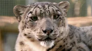 Die besten Tipps für einen Wochenendausflug ins Freie. An der Reiseroute liegen der Wildpark Schorfheide, der Zoo Eberswalde und der Freizeitpark Germendorf. Wir stellen 30 spannende Orte in Brandenburg vor, wo Naturfreunde eine faszinierende Tierwelt erleben können. - Schneeleopard im Felidae Wildkatzenzentrum Barnim. Die besten Tipps für einen Wochenendausflug ins Freie. An der Reiseroute liegen der Wildpark Schorfheide, der Zoo Eberswalde und der Freizeitpark Germendorf. Wir stellen 30 spannende Orte in Brandenburg vor, wo Naturfreunde eine faszinierende Tierwelt erleben können. - Schneeleopard im Felidae Wildkatzenzentrum Barnim.