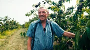 Obstbauer Gerd Barth mitten in seinen Knupper-Kirschen. Obstbauer Gerd Barth mitten in seinen Knupper-Kirschen.