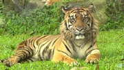Der Sumatra-Tiger ist die kleinste Tigerart. Er lebt nur auf der Indonesischen Insel Sumatra. Der Sumatra-Tiger ist die kleinste Tigerart. Er lebt nur auf der Indonesischen Insel Sumatra.