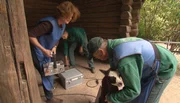 ARD/NDR LEOPARD, SEEBÄR & CO. FOLGE 81, "Trubel im Alpakagehege", am Dienstag um 16:10 Uhr im ERSTEN. Ein verletztes Alpaka muss geröntgt werden. ARD/NDR LEOPARD, SEEBÄR & CO. FOLGE 81, "Trubel im Alpakagehege", am Dienstag um 16:10 Uhr im ERSTEN. Ein verletztes Alpaka muss geröntgt werden.