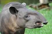 ARD/rbb PANDA, GORILLA & CO., TEIL 228, "Geschichten aus dem Zoo Berlin und dem Tierpark Berlin". Tapir im Zoo Berlin ARD/rbb PANDA, GORILLA & CO., TEIL 228, "Geschichten aus dem Zoo Berlin und dem Tierpark Berlin". Tapir im Zoo Berlin