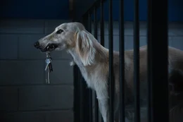 Ein Hund hilft Doug, sich aus seiner Zelle zu befreien.