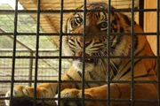 In einem Safaripark darf sich Anna um Tiger Bimo kümmern. Der Kater wurde gefangen, weil er immer wieder in Dörfer eingefallen ist. In einem Safaripark darf sich Anna um Tiger Bimo kümmern. Der Kater wurde gefangen, weil er immer wieder in Dörfer eingefallen ist.