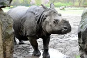 PANDA, GORILLA & CO., TEIL 229, "Geschichten aus dem Zoo Berlin und dem Tierpark Berlin". Panzernashorn Betty PANDA, GORILLA & CO., TEIL 229, "Geschichten aus dem Zoo Berlin und dem Tierpark Berlin". Panzernashorn Betty