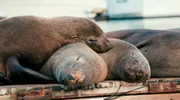 Diese Dokumentation lüftet die Geheimnisse tierischer Extremschläfer und begleitet Wissenschaftler auf der ganzen Welt dabei, das rätselhafte Schlafverhalten der unterschiedlichsten Tiere zu erforschen. - Schlafende, südafrikanische Pelzrobben auf einem Steg in Hout Bay bei Kapstadt. Diese Dokumentation lüftet die Geheimnisse tierischer Extremschläfer und begleitet Wissenschaftler auf der ganzen Welt dabei, das rätselhafte Schlafverhalten der unterschiedlichsten Tiere zu erforschen. - Schlafende, südafrikanische Pelzrobben auf einem Steg in Hout Bay bei Kapstadt.