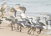 Seidenreiher an der K&uuml;ste Sri Lankas. Nach erfolgreicher Fisch-Jagd erheben sich die V&ouml;gel in die Luft.